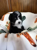 Orange Blossom, a female Aussiedoodle for sale in King And Queen Court House, VA – 6 of 9