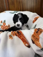 Orange Blossom, a female Aussiedoodle for sale in King And Queen Court House, VA – 5 of 9