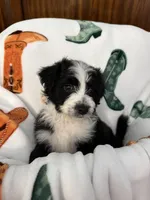 Pinkie Pie, a female Aussiedoodle for sale in King And Queen Court House, VA – 1 of 9
