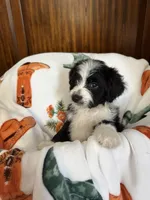 Pinkie Pie, a female Aussiedoodle for sale in King And Queen Court House, VA – 5 of 9