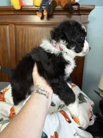 Pinkie Pie, a female Aussiedoodle for sale in King And Queen Court House, VA – 6 of 9