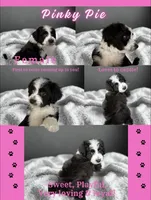 Pinkie Pie, a female Aussiedoodle for sale in King And Queen Court House, VA – 2 of 9