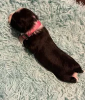 Pinkie Pie, a female Aussiedoodle for sale in King And Queen Court House, VA – 9 of 9