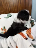 Pinkie Pie, a female Aussiedoodle for sale in King And Queen Court House, VA – 4 of 9