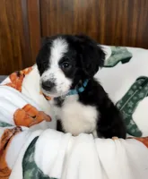 Bluey, a male Aussiedoodle for sale in King And Queen Court House, VA – 2 of 9