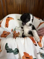Bluey, a male Aussiedoodle for sale in King And Queen Court House, VA – 8 of 9