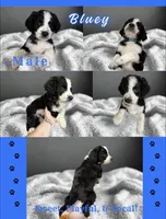 Bluey, a male Aussiedoodle for sale in King And Queen Court House, VA – 3 of 9