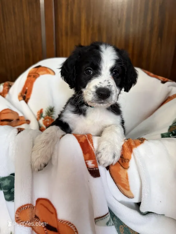 Bluey – Aussiedoodle puppy for sale in King And Queen Court House, VA