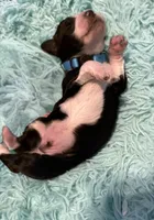 Bluey, a male Aussiedoodle for sale in King And Queen Court House, VA – 6 of 9