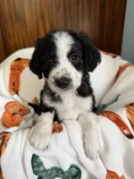 Bluey, a male Aussiedoodle for sale in King And Queen Court House, VA – 7 of 9