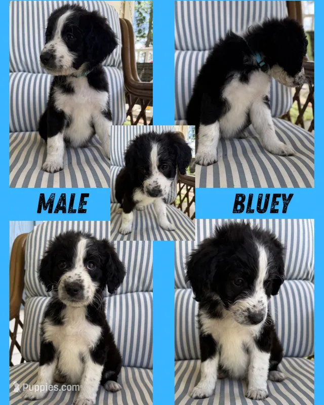 Bluey – Aussiedoodle puppy on hold in King And Queen Court House, VA