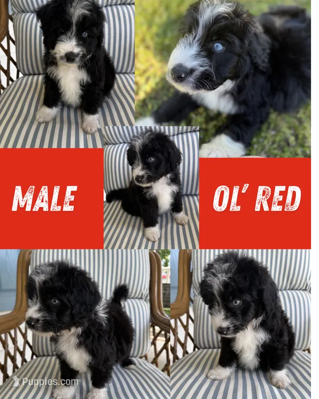 Ol’ Red – Aussiedoodle puppy for sale in King And Queen Court House, VA