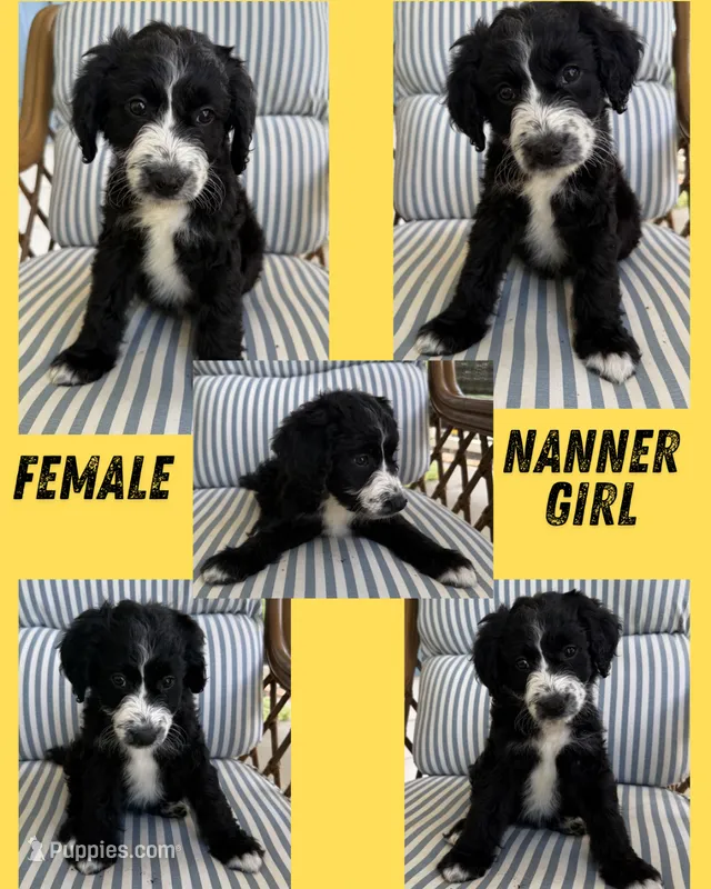 Nanner Girl – Aussiedoodle puppy for sale in King And Queen Court House, VA