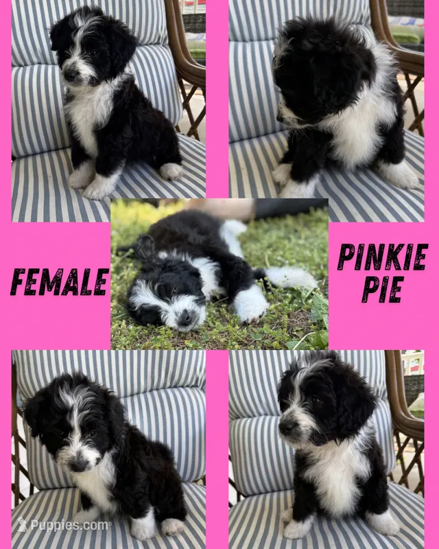 Pinkie Pie – Aussiedoodle puppy for sale in King And Queen Court House, VA
