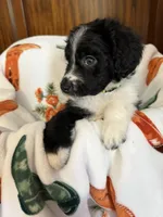 Green Olive, a female Aussiedoodle for sale in King And Queen Court House, VA – 5 of 8
