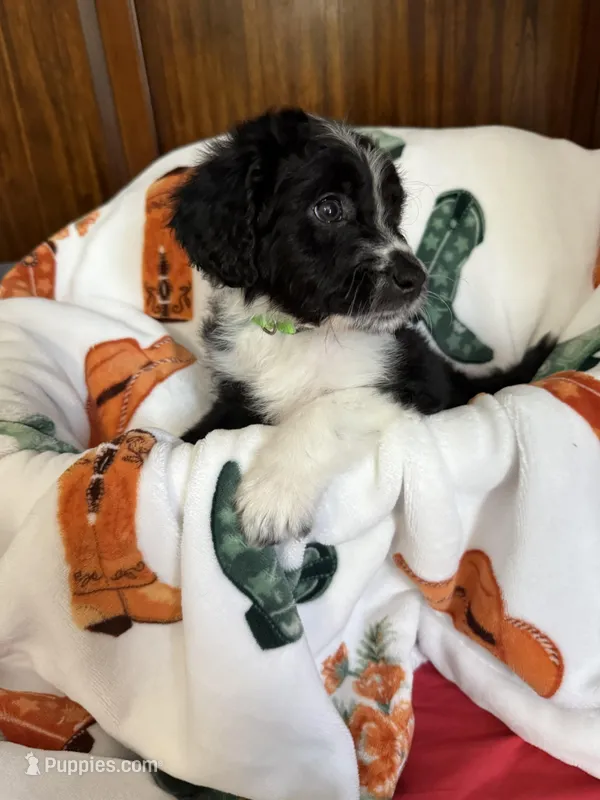 Green Olive – Aussiedoodle puppy for sale in King And Queen Court House, VA