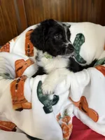 Green Olive, a female Aussiedoodle for sale in King And Queen Court House, VA – 1 of 8