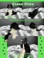Green Olive, a female Aussiedoodle for sale in King And Queen Court House, VA – 2 of 8