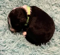 Green Olive, a female Aussiedoodle for sale in King And Queen Court House, VA – 8 of 8