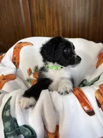 Green Olive, a female Aussiedoodle for sale in King And Queen Court House, VA – 4 of 8