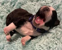 Twilight Sparkle , a female Aussiedoodle for sale in King And Queen Court House, VA – 8 of 9