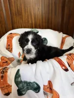 Twilight Sparkle , a female Aussiedoodle for sale in King And Queen Court House, VA – 5 of 9