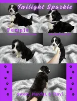 Twilight Sparkle , a female Aussiedoodle for sale in King And Queen Court House, VA – 2 of 9