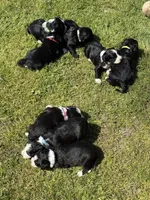 Twilight Sparkle , a female Aussiedoodle for sale in King And Queen Court House, VA – 6 of 9