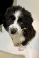 Twilight Sparkle , a female Aussiedoodle for sale in King And Queen Court House, VA – 3 of 9