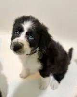 Twilight Sparkle , a female Aussiedoodle for sale in King And Queen Court House, VA – 1 of 9