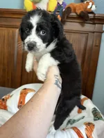 Twilight Sparkle , a female Aussiedoodle for sale in King And Queen Court House, VA – 4 of 9