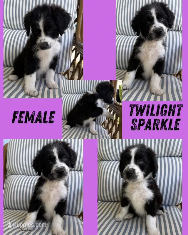 Twilight Sparkle  – Aussiedoodle puppy for sale in King And Queen Court House, VA