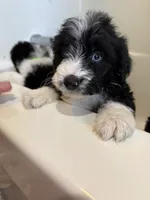 Ol’ Red, a male Aussiedoodle for sale in King And Queen Court House, VA – 6 of 7