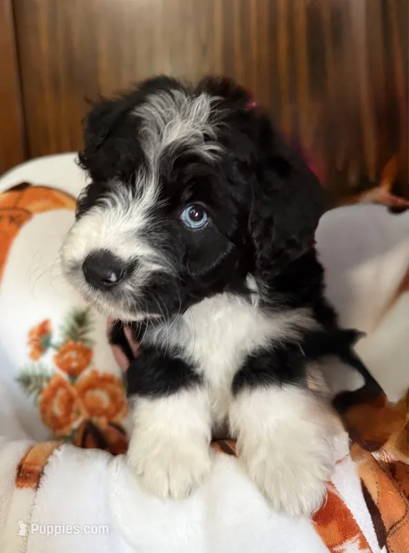 Ol’ Red – Aussiedoodle puppy for sale in King And Queen Court House, VA