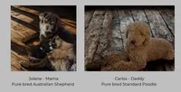 Ol’ Red, a male Aussiedoodle for sale in King And Queen Court House, VA – 3 of 7