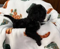 Nanner Girl, a female Aussiedoodle for sale in King And Queen Court House, VA – 4 of 9
