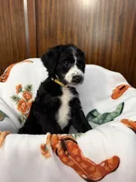 Nanner Girl, a female Aussiedoodle for sale in King And Queen Court House, VA – 6 of 9