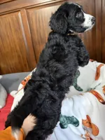 Nanner Girl, a female Aussiedoodle for sale in King And Queen Court House, VA – 5 of 9