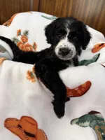 Nanner Girl, a female Aussiedoodle for sale in King And Queen Court House, VA – 1 of 9