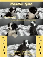Nanner Girl, a female Aussiedoodle for sale in King And Queen Court House, VA – 2 of 9