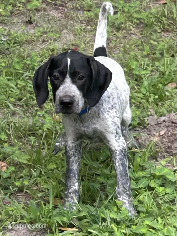 Blue – German Shorthaired Pointer puppy for sale in Richmond Hill, GA