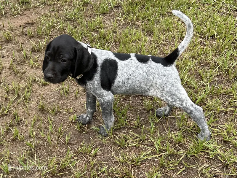 Moo cow/white – German Shorthaired Pointer puppy for sale in Richmond Hill, GA