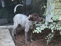 Brownie, a male German Shorthaired Pointer for sale in Richmond Hill, GA – 4 of 7