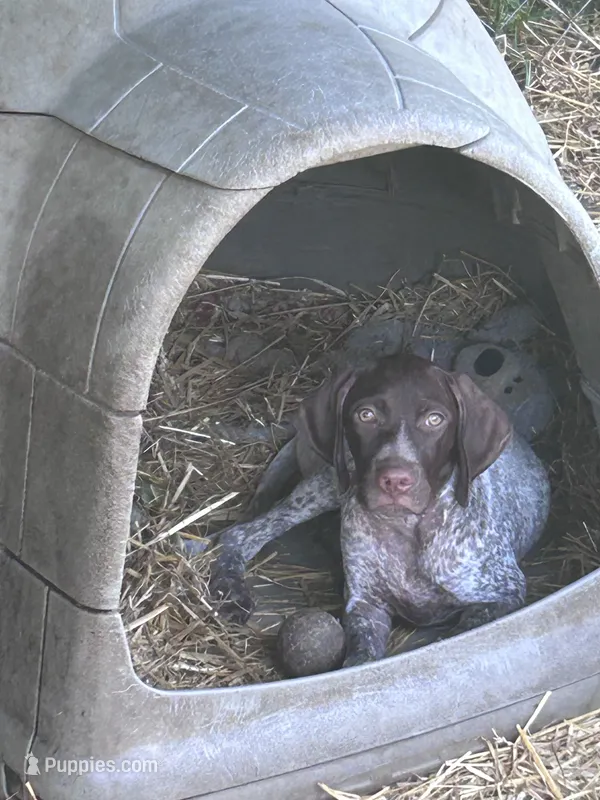 Molly – German Shorthaired Pointer puppy for sale in Richmond Hill, GA