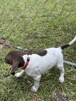 Champ/Red, a male German Shorthaired Pointer for sale in Richmond Hill, GA – 5 of 6