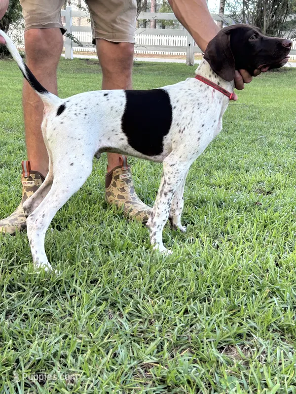 Champ/Red – German Shorthaired Pointer puppy for sale in Richmond Hill, GA