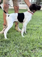 Champ/Red, a male German Shorthaired Pointer and Pointer for sale in Richmond Hill, GA – 1 of 4