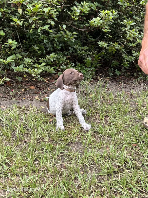 Bradley/Orange – German Shorthaired Pointer puppy for sale in Richmond Hill, GA