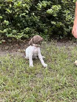 Bradley/Orange, a male German Shorthaired Pointer for sale in Richmond Hill, GA – 1 of 3