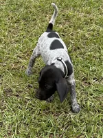 Moo cow/white, a male German Shorthaired Pointer for sale in Richmond Hill, GA – 4 of 6